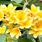 10 MIXED COLORS PLUMERIA Seeds - Lei Flower Frangipani Mix Fragrant Shrub Small Tree Pink Red Yellow White Peach Two Tone