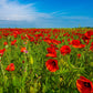 1000 Red AMERICAN LEGION (Corn / Shirley / Flanders) POPPY Papaver Rhoeas Flower Seeds