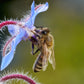 100 Blue Star BORAGE HERB Borago Officinalis Flower Seeds