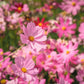 300 DWARF PINK COSMOS Cosmos Bipinnatus Flower Seeds