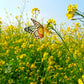 1000 YELLOW MUSTARD Brassica Juncea Vegetable Herb Seeds