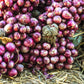 100 SCARLET BANDIT Bunching ONION Red Allium Cepa Vegetable Seeds