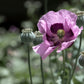 1000 SINGLE LILAC POPPY Papaver Somniferum Purple Heirloom Flower Seeds