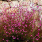 100 Pink GAURA WHIRLING BUTTERFLIES Gaura Biennis Flower Seeds