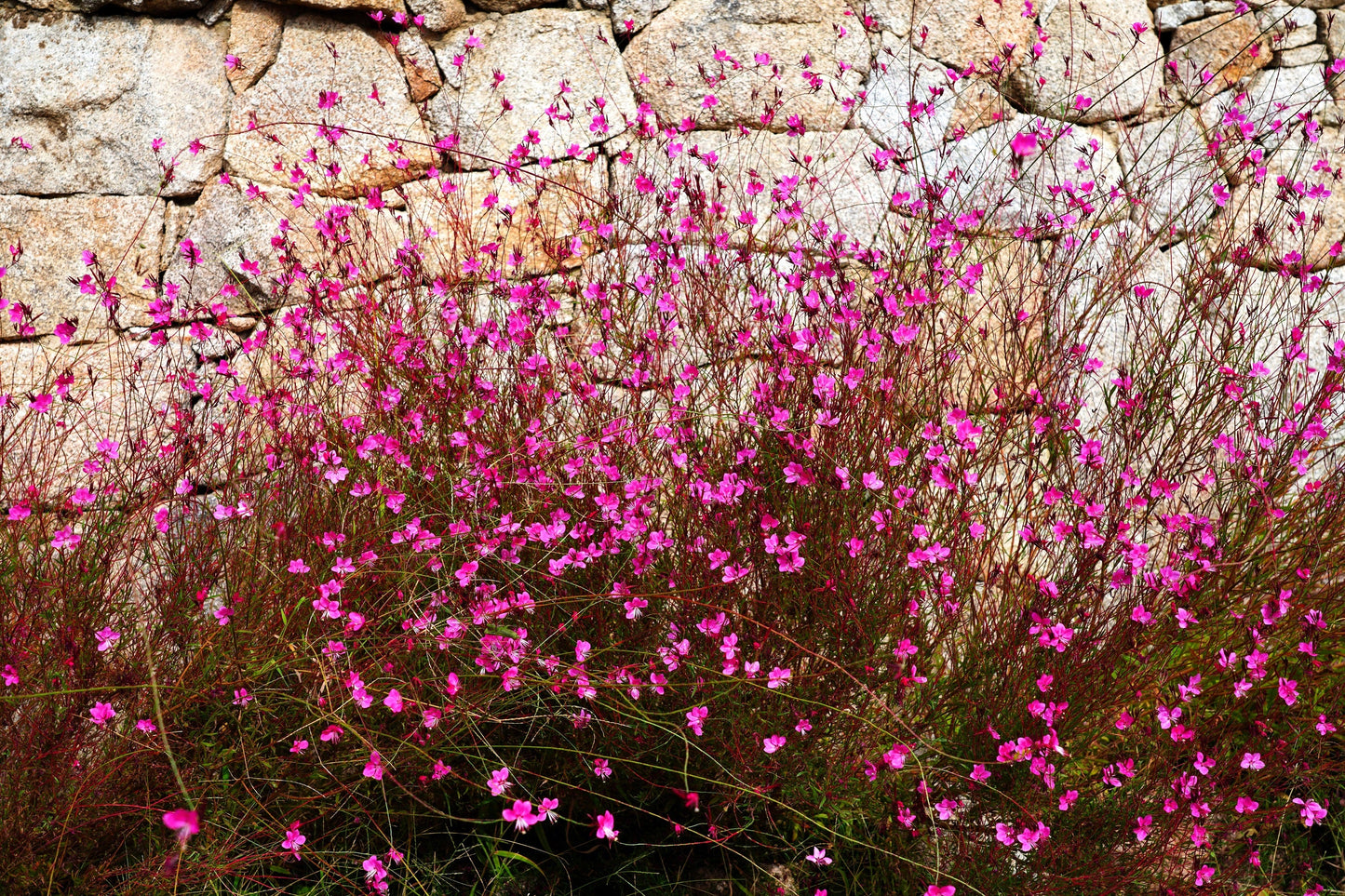 100 Pink GAURA WHIRLING BUTTERFLIES Gaura Biennis Flower Seeds
