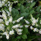 50 WHITE BUTTERFLY BUSH Buddleja Davidii Flower Seeds