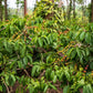 15 ARABICA COFFEE Tree Shrub Seeds - Grow your own coffee!