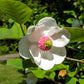 10 OYAMA MAGNOLIA TREE White Pink Flower Pink Pod Sieboldii Siebolds Shrub Seeds