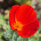1000 MIXED Colors CALIFORNIA POPPY (Ballerina / Mission Bells) Eschscholzia Californica Flower Seeds