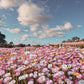 100 MIXED DOUBLE ACROCLINIUM Paper Daisy Helipterum Roseum Rhodanthe Flower Seeds