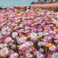 100 MIXED DOUBLE ACROCLINIUM Paper Daisy Helipterum Roseum Rhodanthe Flower Seeds