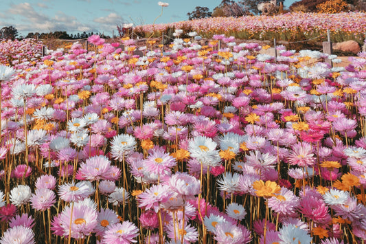 100 MIXED DOUBLE ACROCLINIUM Paper Daisy Helipterum Roseum Rhodanthe Flower Seeds