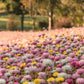 100 MIXED DOUBLE ACROCLINIUM Paper Daisy Helipterum Roseum Rhodanthe Flower Seeds