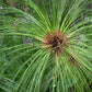 20 Cyperus PAPYRUS Paper Reed Water Plant Egyptian Nile Grass Yellow Flower Seeds