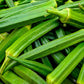 150 EMERALD GREEN Velvet OKRA Spineless Abelmoschus Esculentus Vegetable Seeds