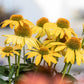 50 OZARK GOLD CONEFLOWER Echinacea Paradoxa Yellow Bush's Coneflower Flower Seeds