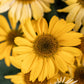 50 OZARK GOLD CONEFLOWER Echinacea Paradoxa Yellow Bush's Coneflower Flower Seeds