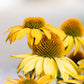 50 OZARK GOLD CONEFLOWER Echinacea Paradoxa Yellow Bush's Coneflower Flower Seeds