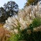 10 RED MAIDEN GRASS Miscanthus Sinensis Plumes Ornamental Flower Seeds