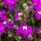 200 ROSAMOND LOBELIA Erinus Carmine Red & White Flower Seeds