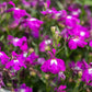 200 ROSAMOND LOBELIA Erinus Carmine Red & White Flower Seeds