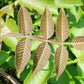 30 CHINESE SUMAC TREE Nutgall White Flowers Red Berries Rhus Chinensis Seeds