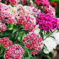 500 MIXED Colors SWEET WILLIAM Dianthus Barbatus Color Mix Red White Pink Bicolor Flower Seeds