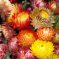 100 TALL Double MIXED Colors STRAWFLOWER Xerochrysum Bracteatum Helichrysum Monstrosum Flower Seeds