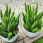 10 EMERALD ASPARAGUS FERN A. Densiflorus Mazeppa Houseplant Flower Seeds