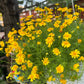 1000 DAHLBERG DAISY Thymophylla Tenuiloba Yellow Flower Seeds - aka Golden Fleece, Gold Carpet,  Shooting Star
