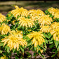 50 AURORA YELLOW AMARANTHUS Tricolor Josephs Coat Flower Seeds