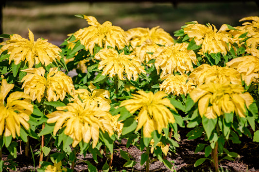 50 AURORA YELLOW AMARANTHUS Tricolor Josephs Coat Flower Seeds
