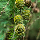 25 JAPANESE LARCH TREE Conifer Pine Cones Bonsai Larix Kaempferi Seeds
