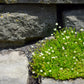 50 IRISH MOSS Groundcover Heath Pearlwort Sagina Subulata White Flower Seeds