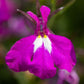 200 ROSAMOND LOBELIA Erinus Carmine Red & White Flower Seeds