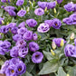 20 Mixed Colors LISIANTHUS Eustoma Grandiflorum Bluebell Gentian Flower Seeds