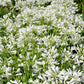 25 WHITE LILY of the NILE Agapanthus Orientalis African Lily Flower Seeds