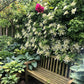 50 CLIMBING HYDRANGEA Anomala Petiolaris Vine Flower Seeds