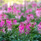 200 ROSE QUEEN CLEOME Hassleriana Spinosa Pink Spider Flower Seeds