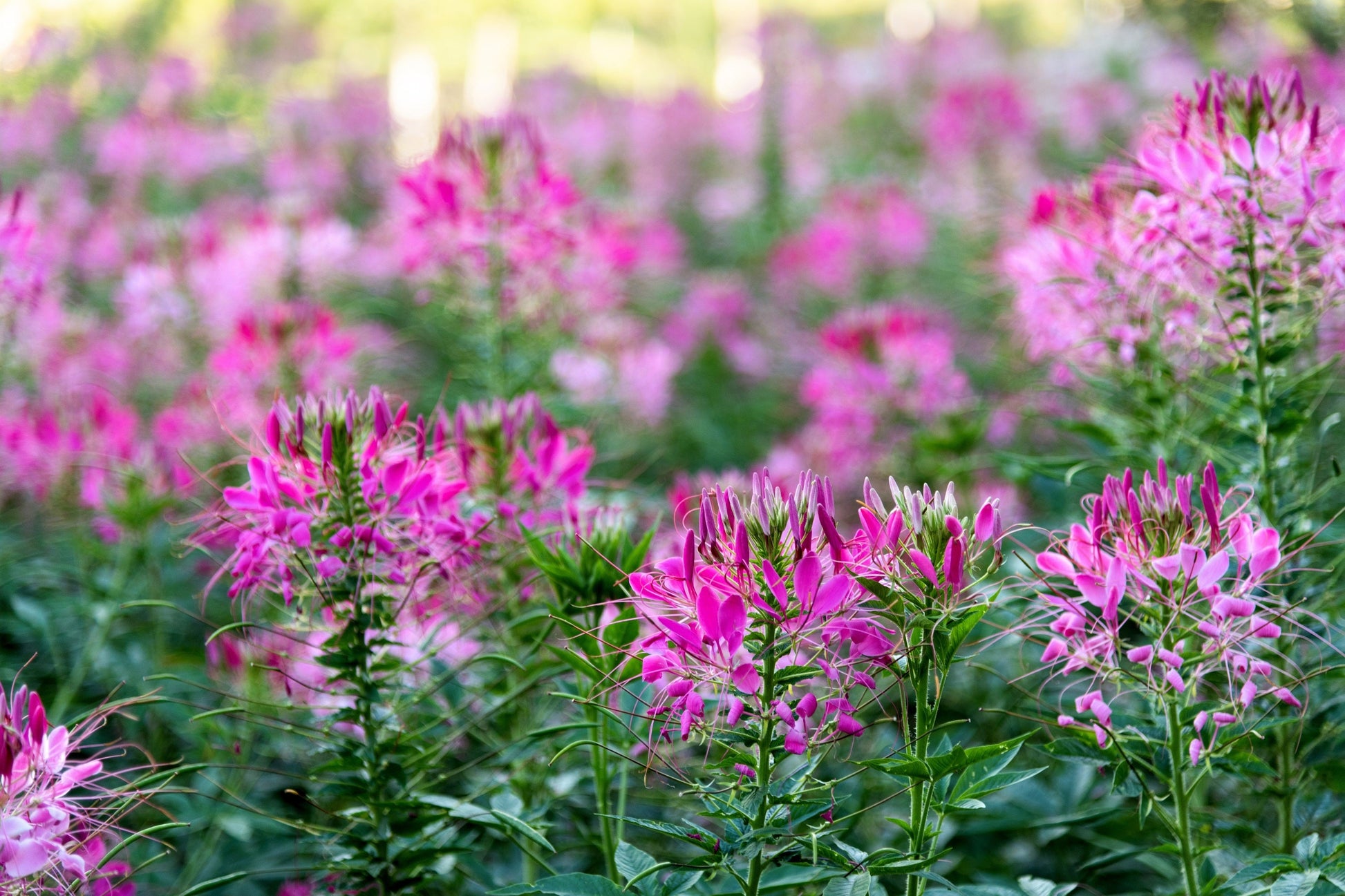 cleome rose queen seeds Cleome hassleriana, 'Pink Queen'