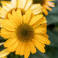 50 OZARK GOLD CONEFLOWER Echinacea Paradoxa Yellow Bush's Coneflower Flower Seeds