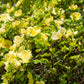 10 Golden Yellow FATHER HUGO ROSE Rosa Hugonis Flower Bush Shrub Seeds