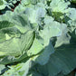 1500 MORRIS HEADING COLLARDS Collard Green Brassica Oleracea Vegetable Seeds