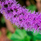 500 Purple BLAZING STAR Gayfeather LIATRIS Spicata Flower Seeds