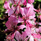 10 RED GAS PLANT Fragrant Fire Plant Dictamnus Albus Ruber Flower Seeds