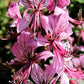 10 GAS PLANT MIX Dictamnus Albus Mixed Colors White Red Pink Lilac Flower Seeds