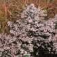 100 LADY In BLACK Calico ASTER Aster Lateriflorus Flower Seeds
