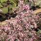100 LADY In BLACK Calico ASTER Aster Lateriflorus Flower Seeds