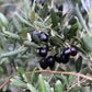 10 CANINO OLIVE TREE Olea Europaea Canino Edible European Common Green Black Fruit Seed