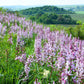 10 GAS PLANT MIX Dictamnus Albus Mixed Colors White Red Pink Lilac Flower Seeds